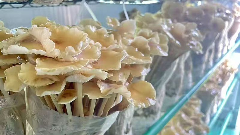 棚掌柜 打造會思考的‘農場’，以軟件開發賦能現代農業新發展